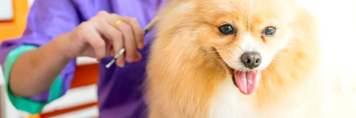 oca-dog-grooming.webp