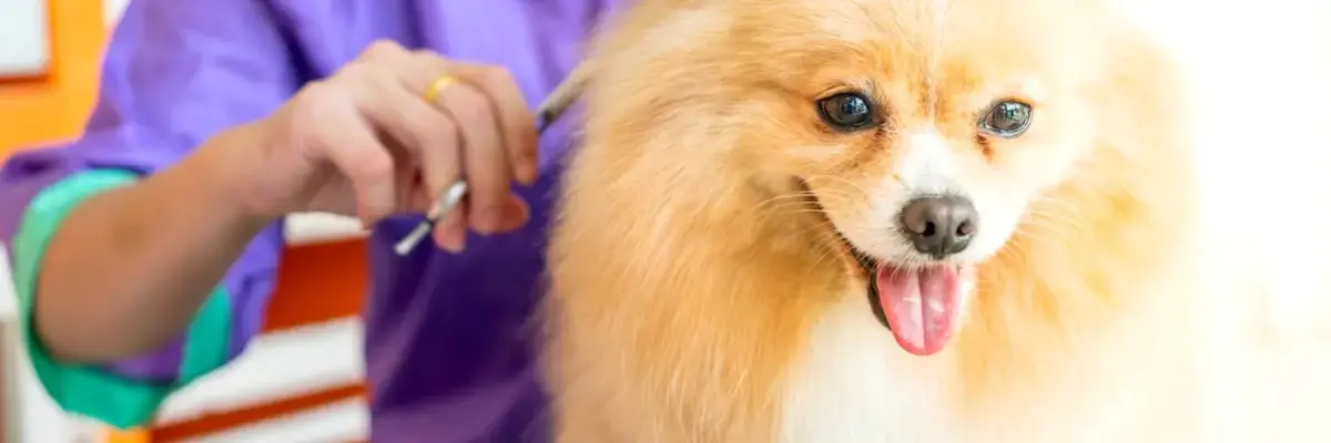 oca-dog-grooming.webp