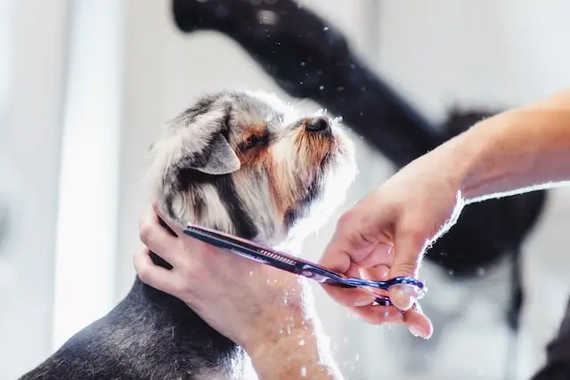 oca-blog-dog.webp