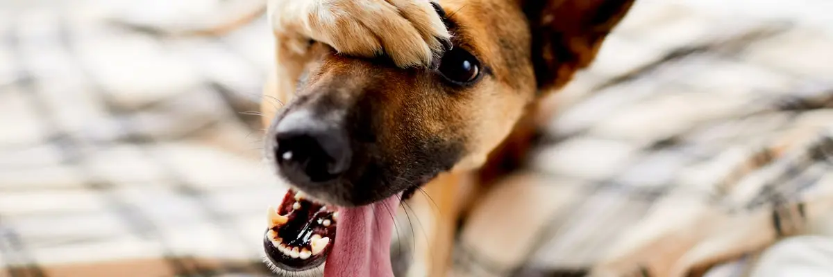 oca-dog-scared vet.webp