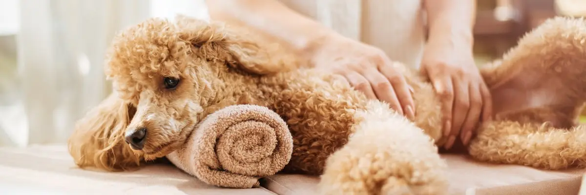 OCA dog care animal health .webp