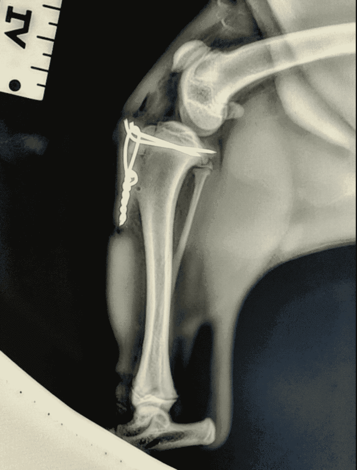 new-tibia-fred-dog-xray-after.png