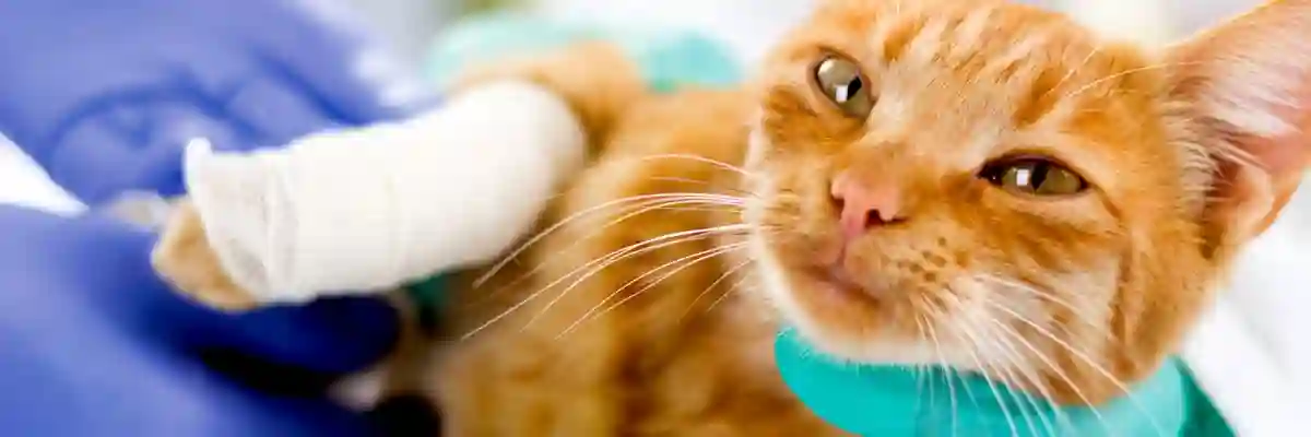OCA Vet Assistant Cat  (1).webp