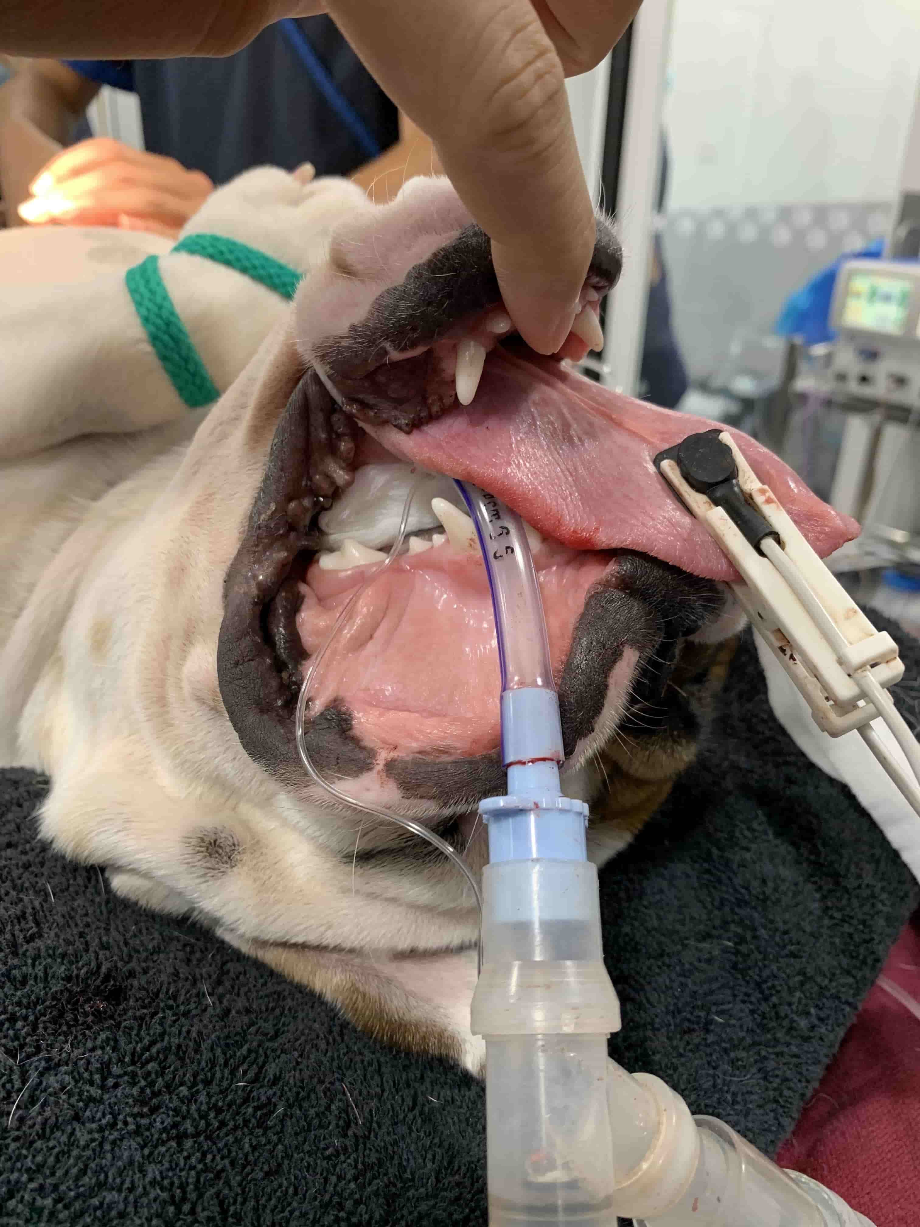 oca-j-bulldog-anaesthesia-checking-jaw-tone.jpeg
