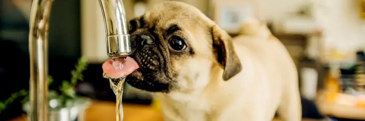 oca-hydration-for-your-pets .webp
