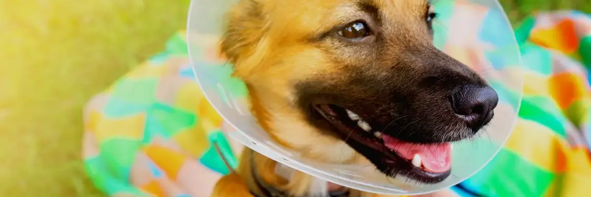 oca-vet-nurse- puppy care.webp