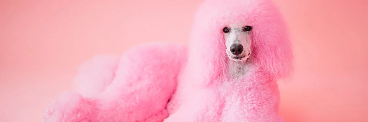 header-updated-poodle-v1.webp (1)