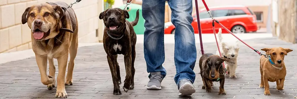 OCA Dog walker.webp
