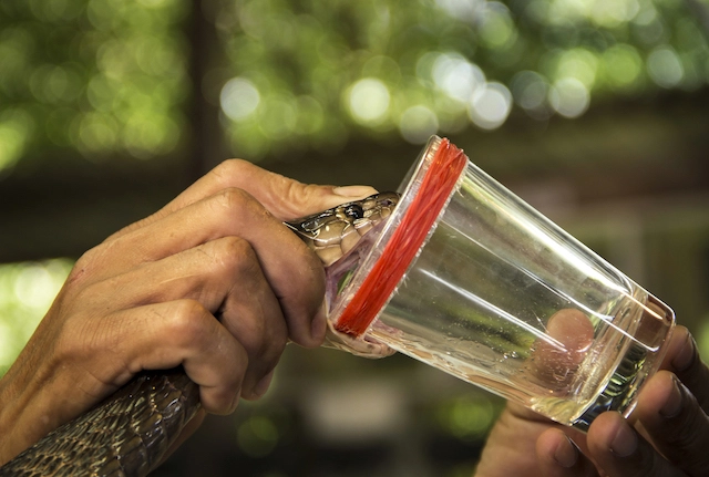 Snake milker