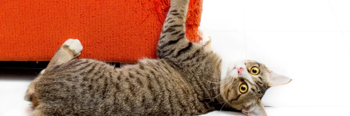 oca-cats-scratch.webp