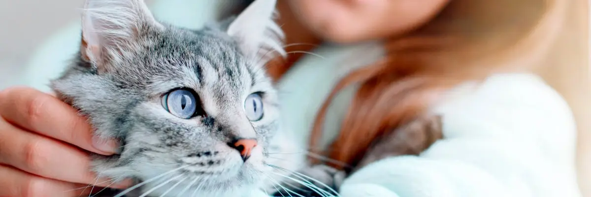 oca-blood-pressure-in-cats.webp