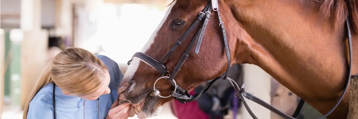 equine-psychology-course-online.webp