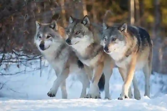 Wolf biologist