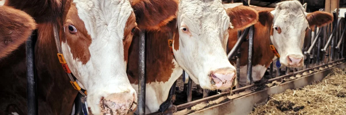Animal welfare online.webp