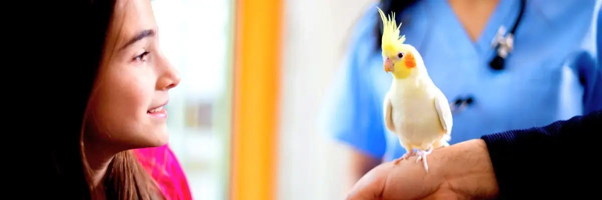 oca-vet-nurse bird care.webp
