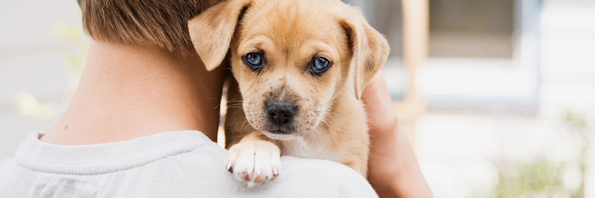 OCA Veterinarian dog.webp