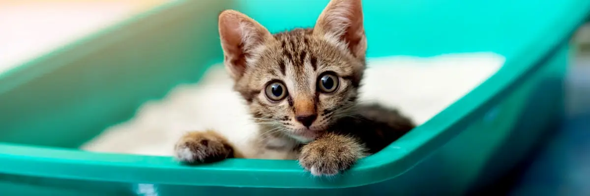 The Do’s  Don’ts of Cat Litter Boxes - What You Need to Know.webp