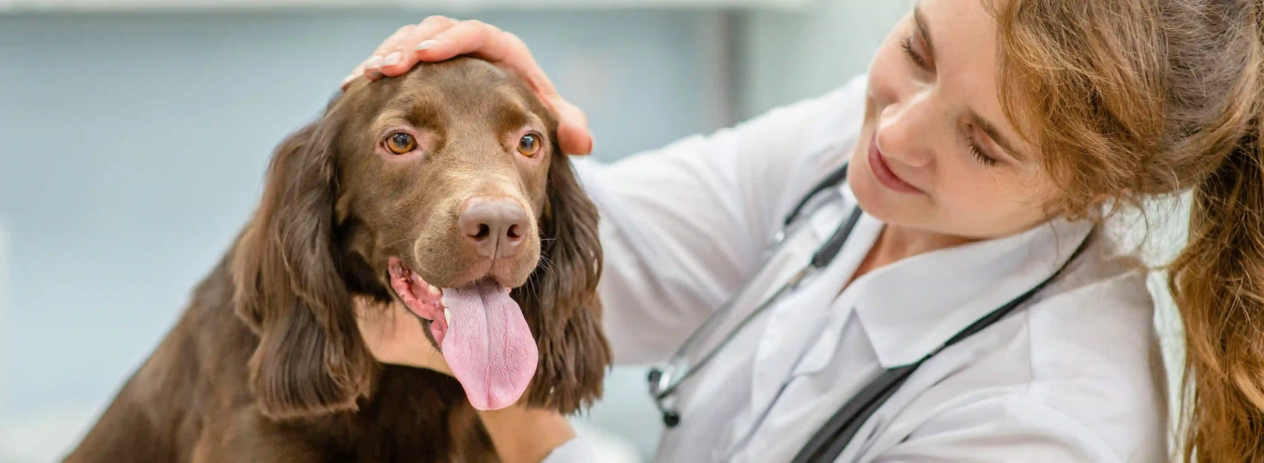 oca-animal-career.webp