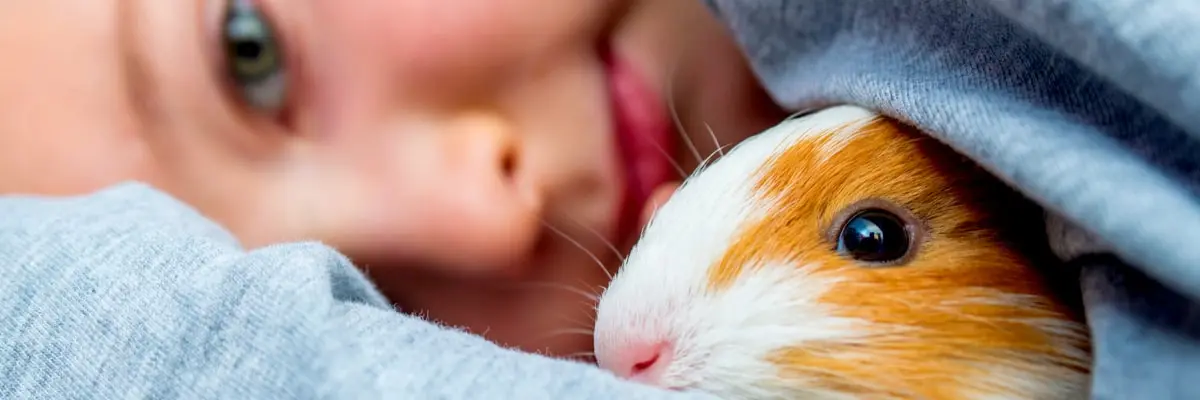 Why Guinea Pigs are not just a “children’s pet.webp