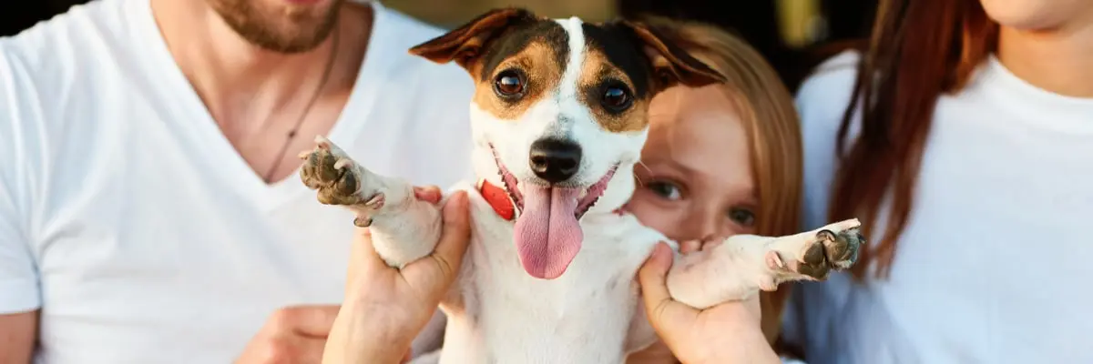 OCA clean dogs ears online.webp