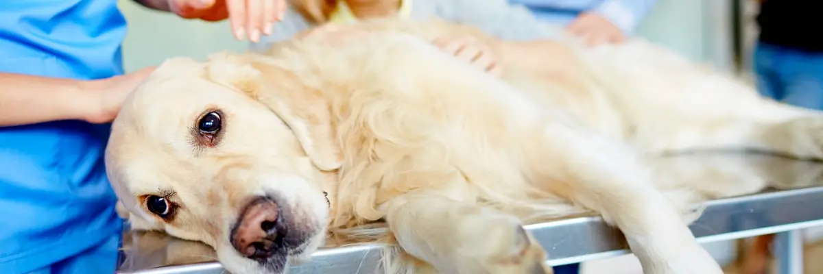 oca-dog-in-an-emergency.webp