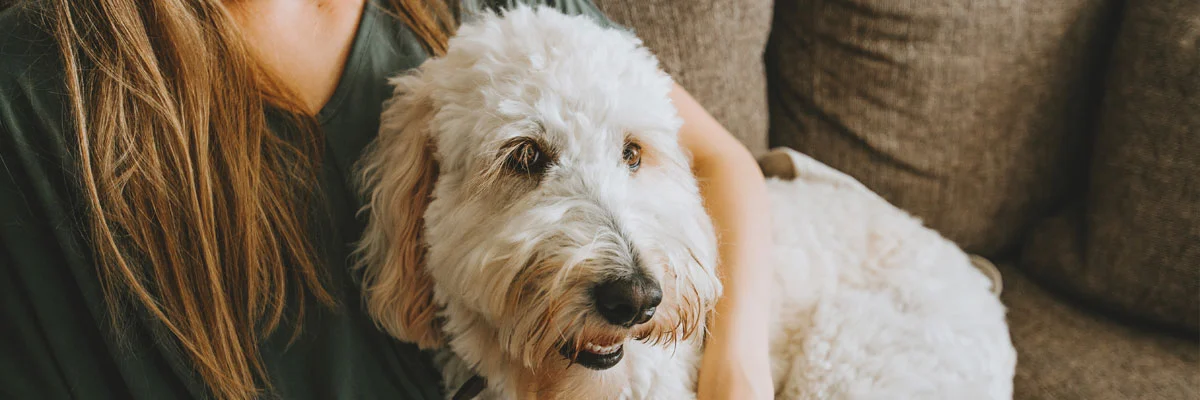 Vet dog sitter.webp