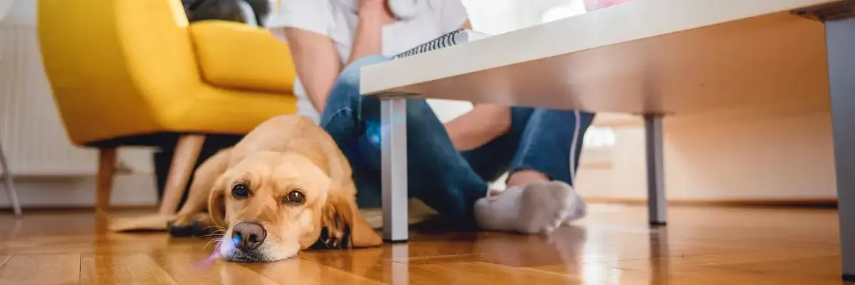 Preventing Canine Separation Anxiety.webp