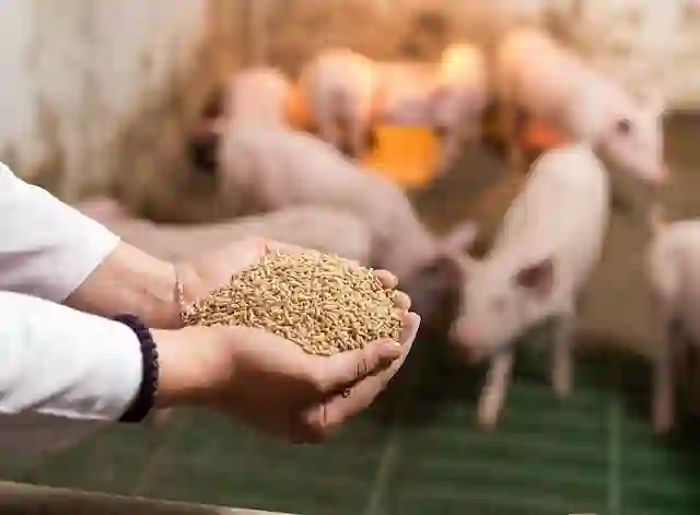 Animal nutritionist