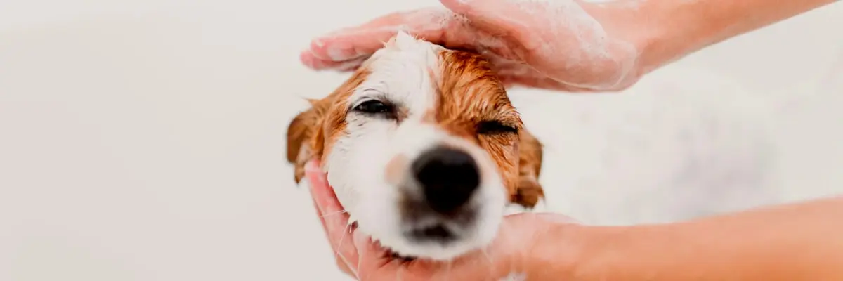 OCA dog groomer.webp