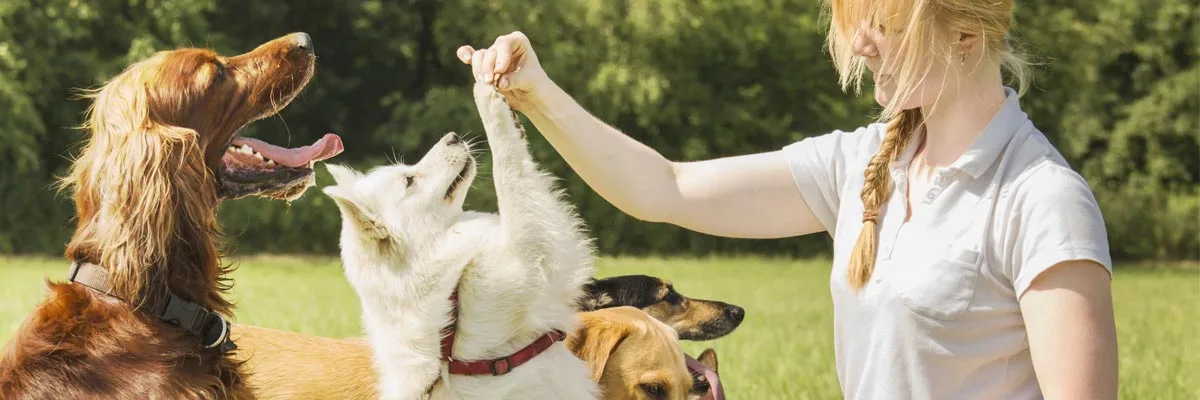 Dog training online.webp
