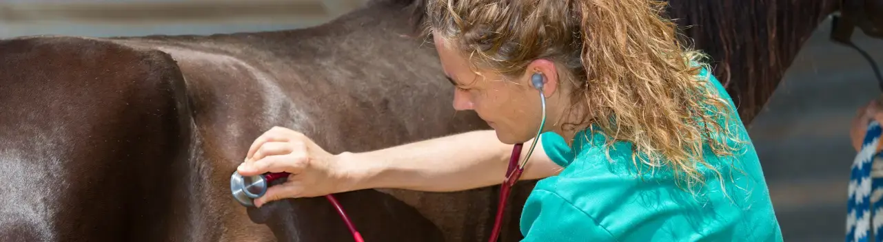how to become a farrier with online study.webp