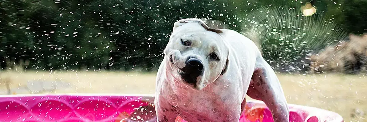 Life After Covid – Pet Edition.webp